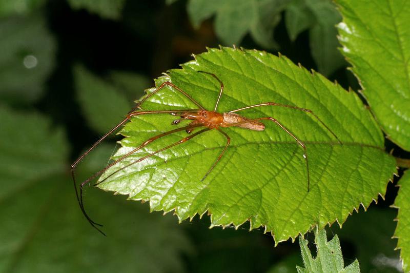 Tetragnatha_montana_D4965_Z_90_Les Gris_Frankrijk.jpg